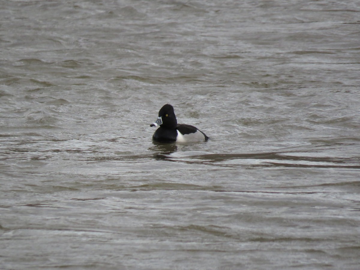 Ring-necked Duck - ML86068131