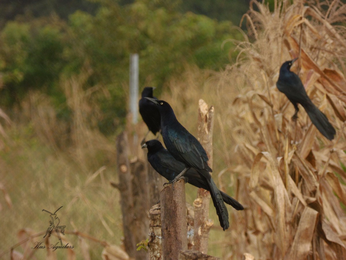 Great-tailed Grackle - ML86068381