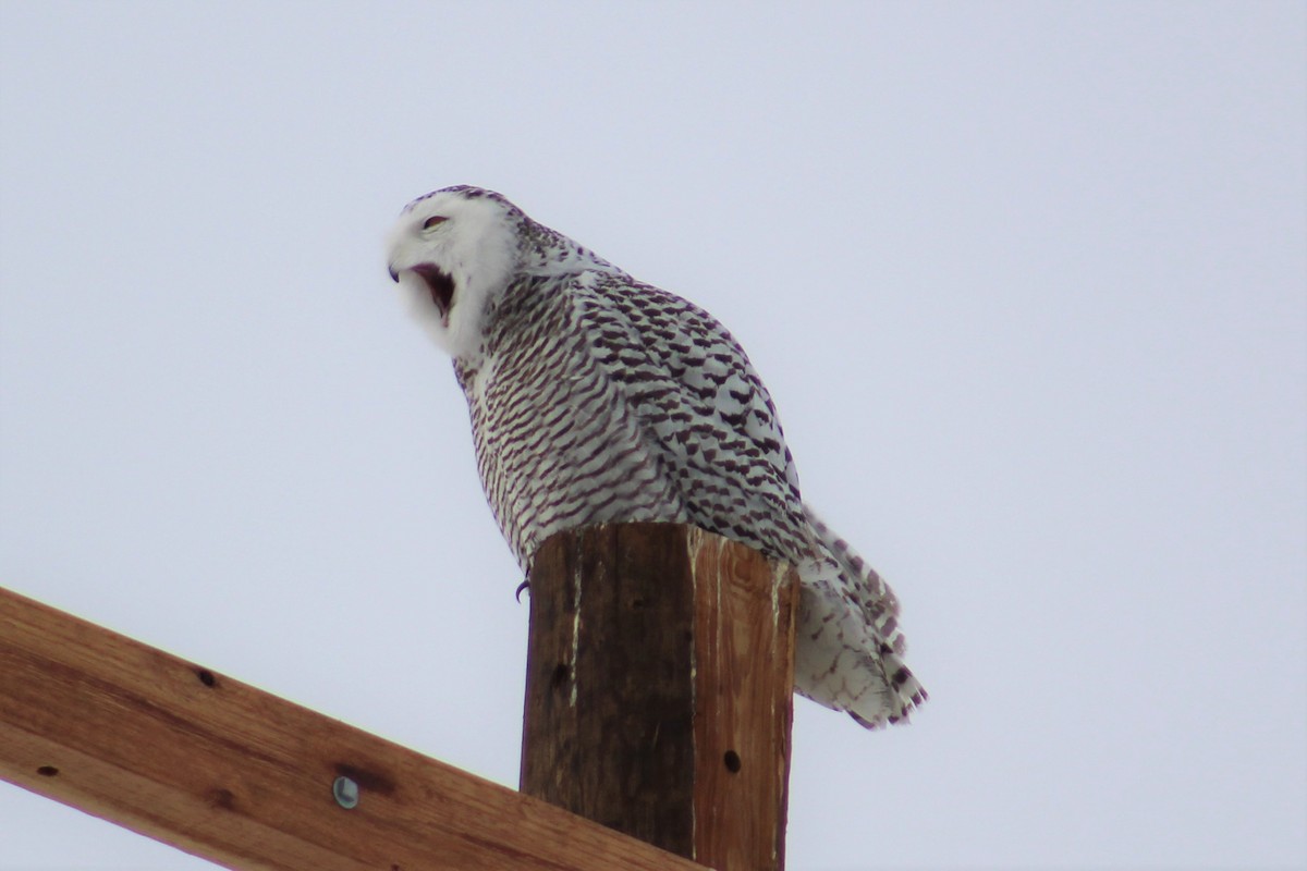 Snowy Owl - Laura Labbe