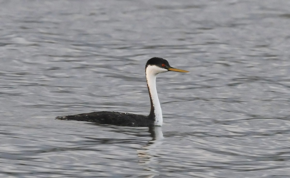 Western Grebe - ML86070301