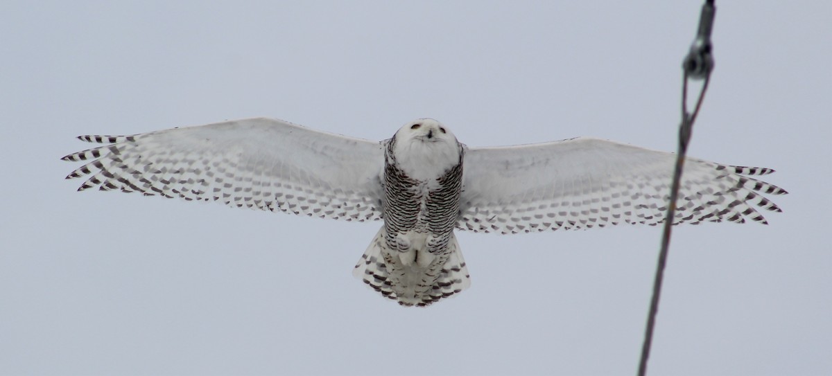 Snowy Owl - ML86071641