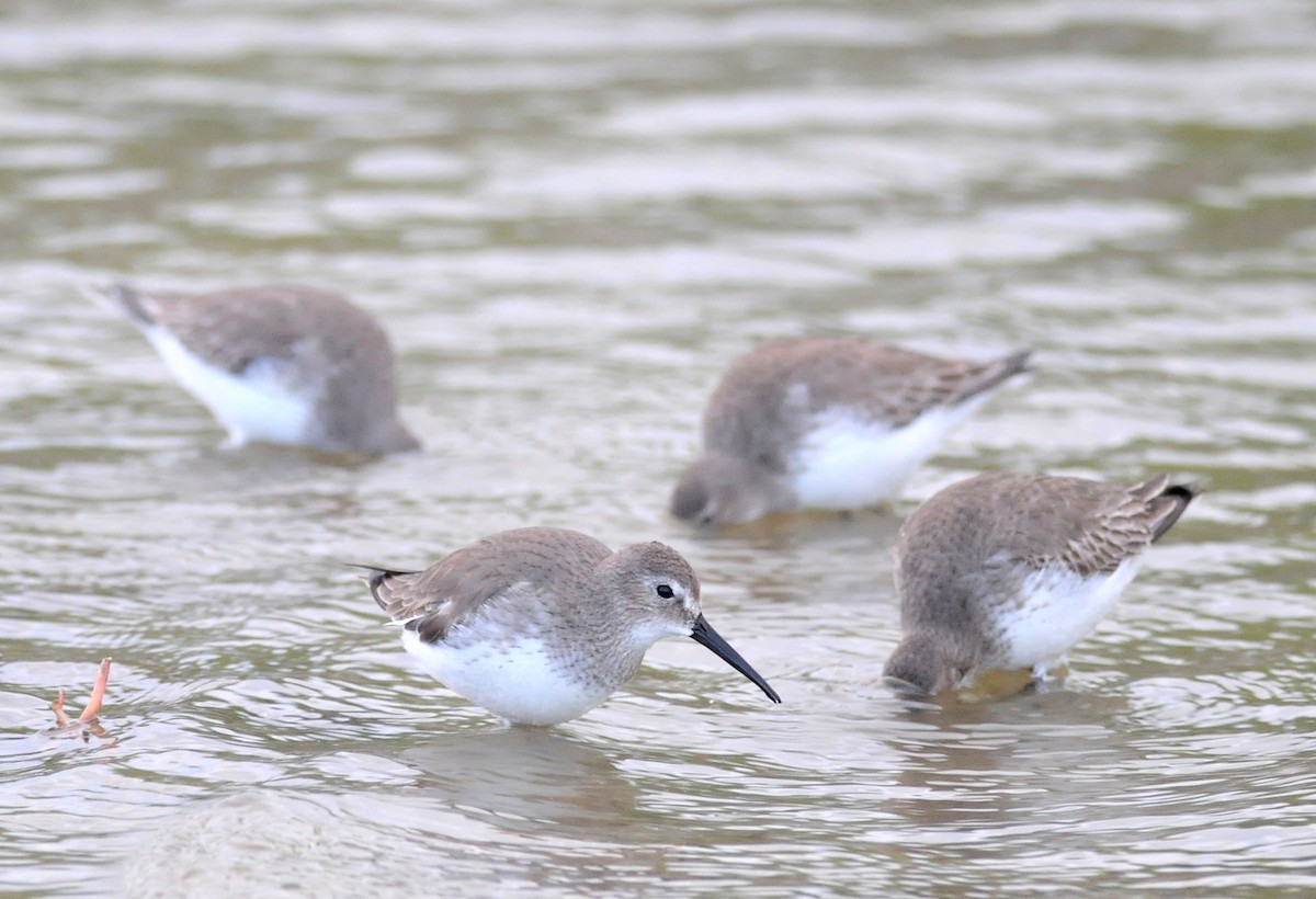 Dunlin - Steven Mlodinow