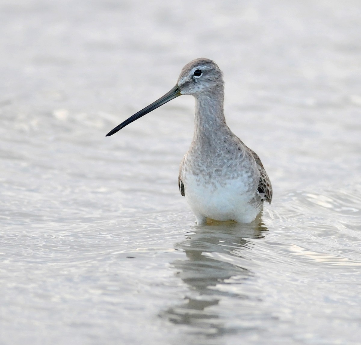 Long-billed Dowitcher - Steven Mlodinow