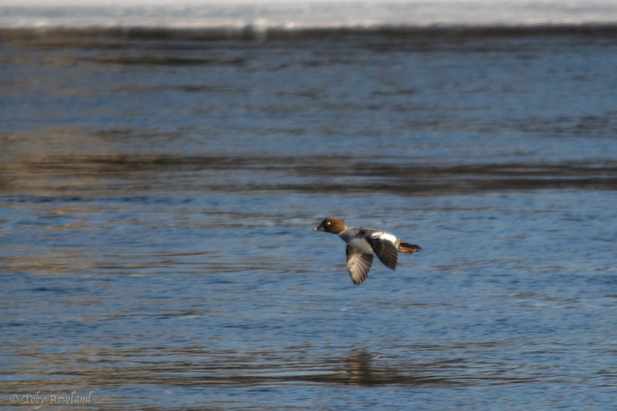 Common Goldeneye - ML86072161