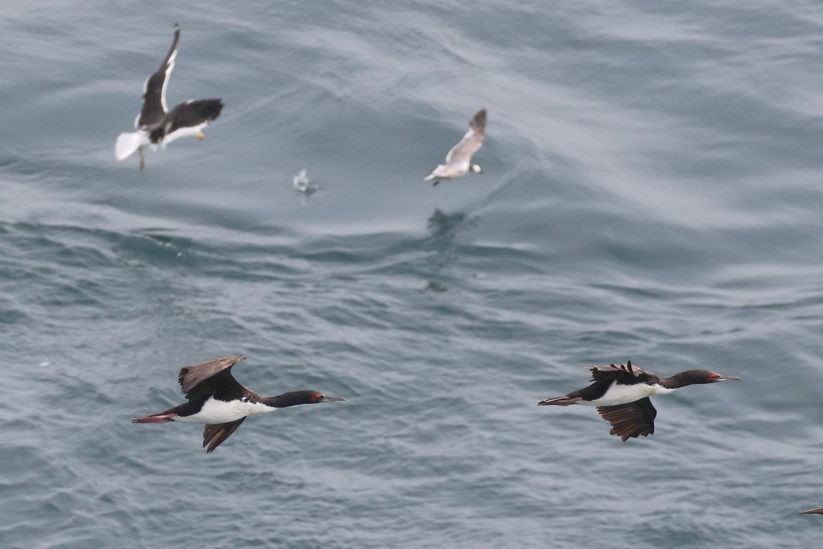 Cormoran de Bougainville - ML86072211