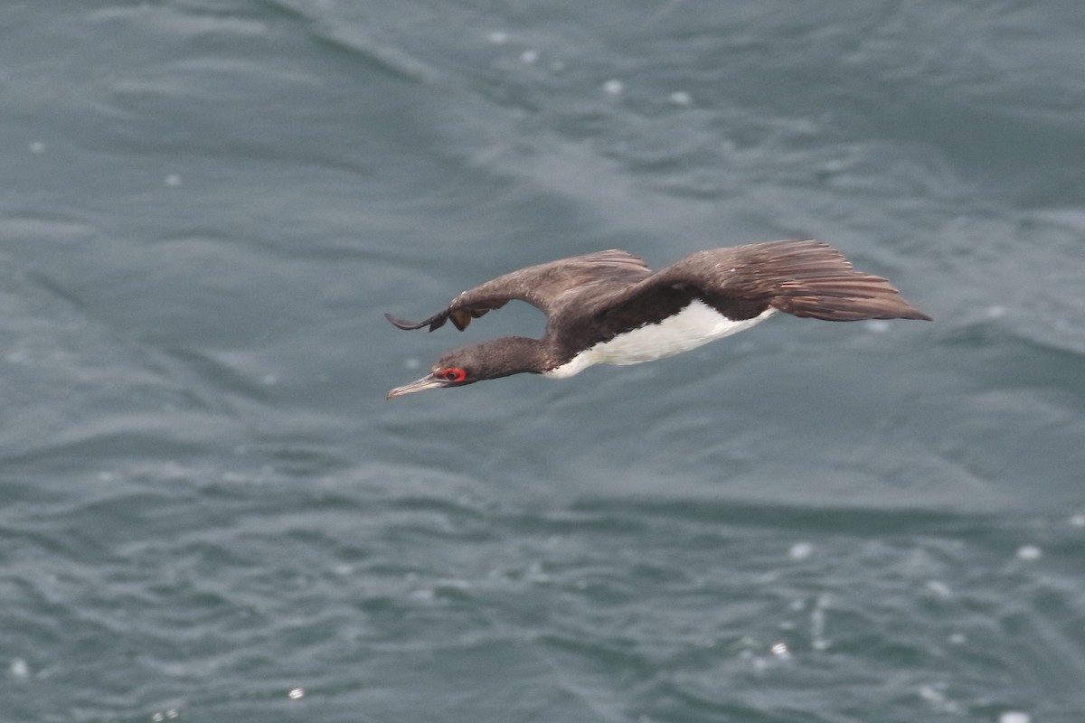 Cormoran de Bougainville - ML86072311