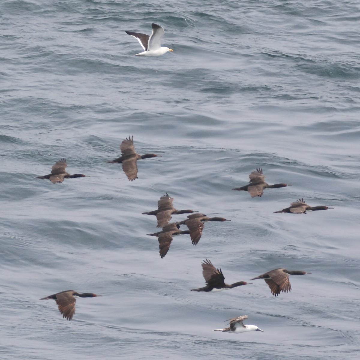 Cormoran de Bougainville - ML86072321