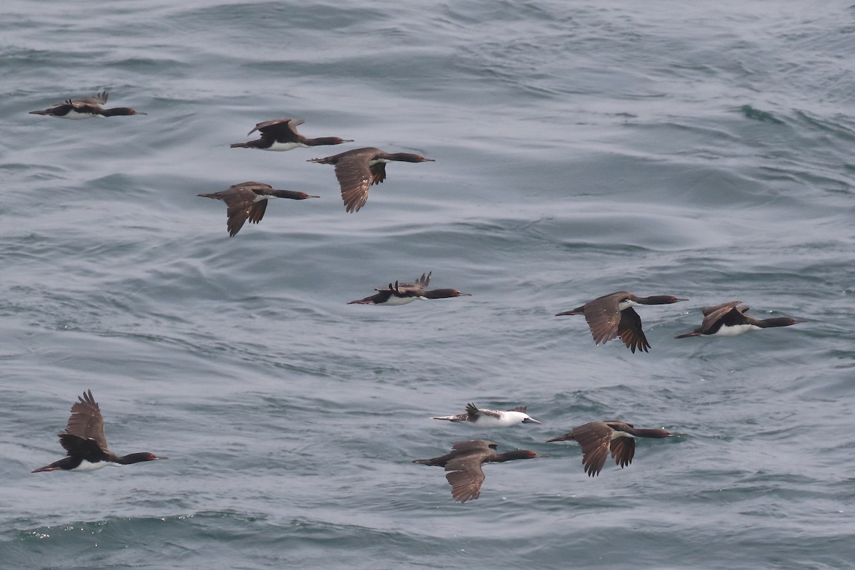 Cormoran de Bougainville - ML86072371