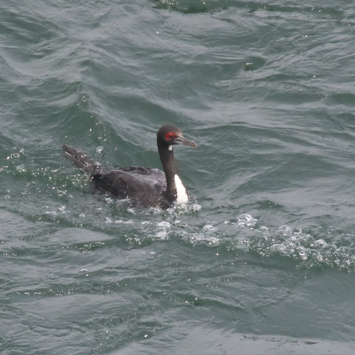 Cormoran de Bougainville - ML86072381