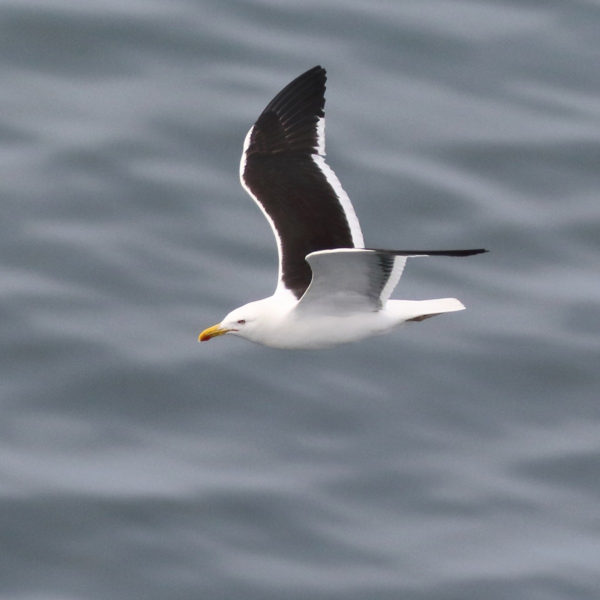 Kelp Gull - ML86072421