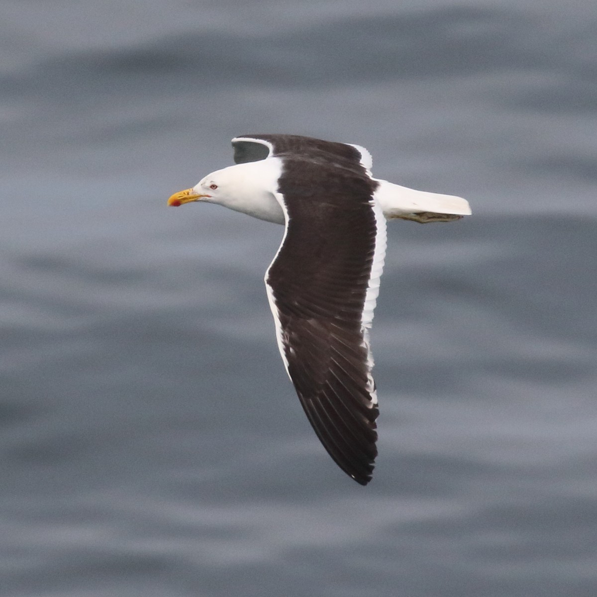 Kelp Gull - ML86072431