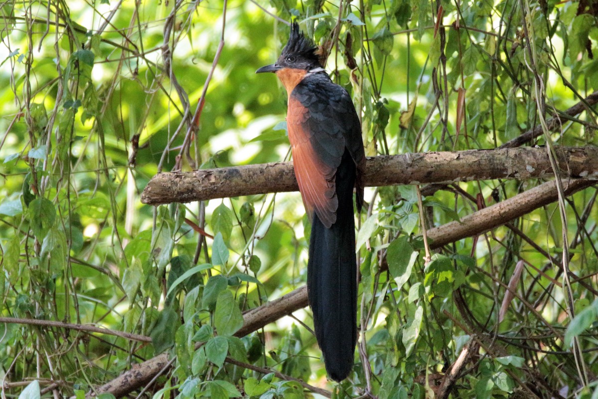 Chestnut-winged Cuckoo - ML86072461