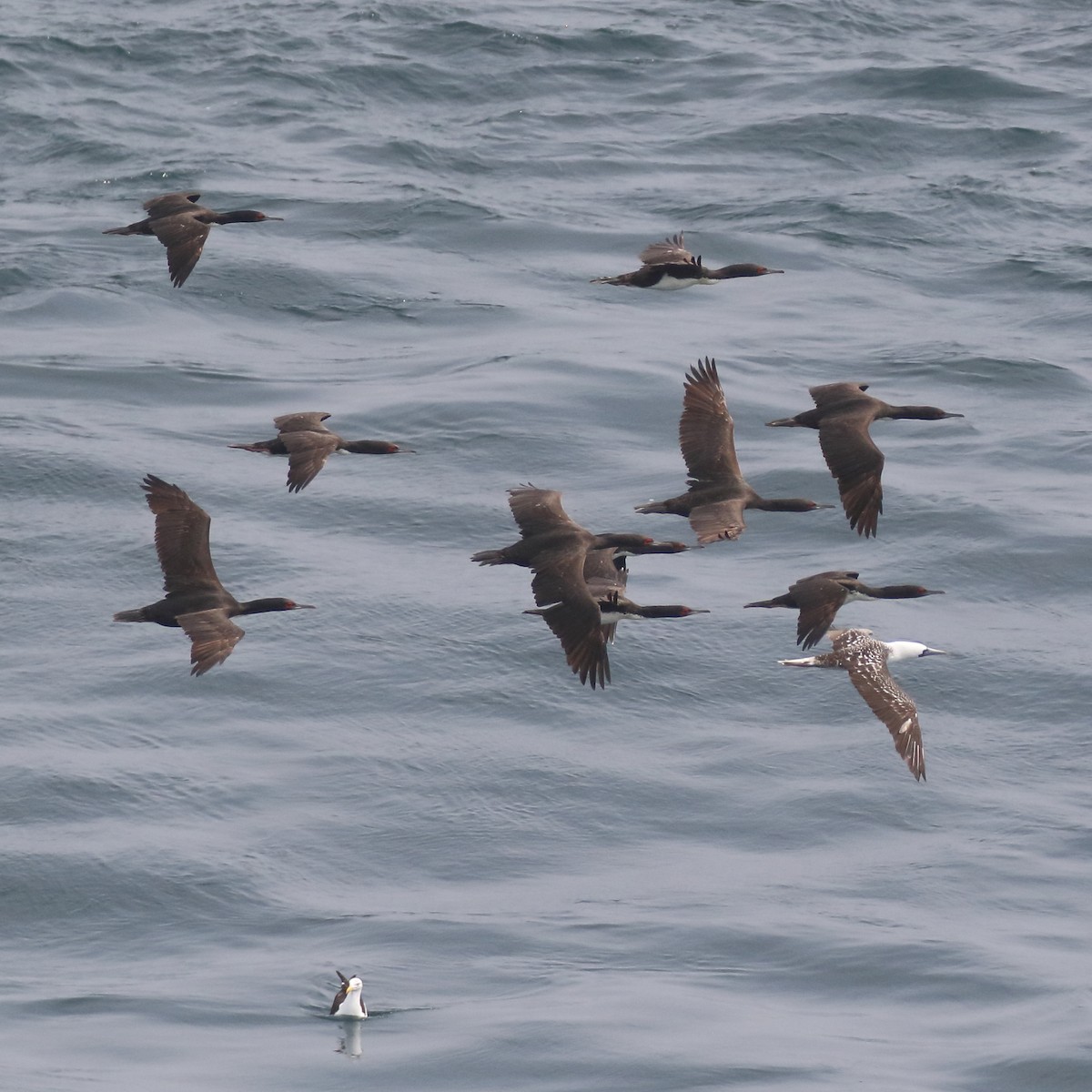 Cormoran de Bougainville - ML86072501