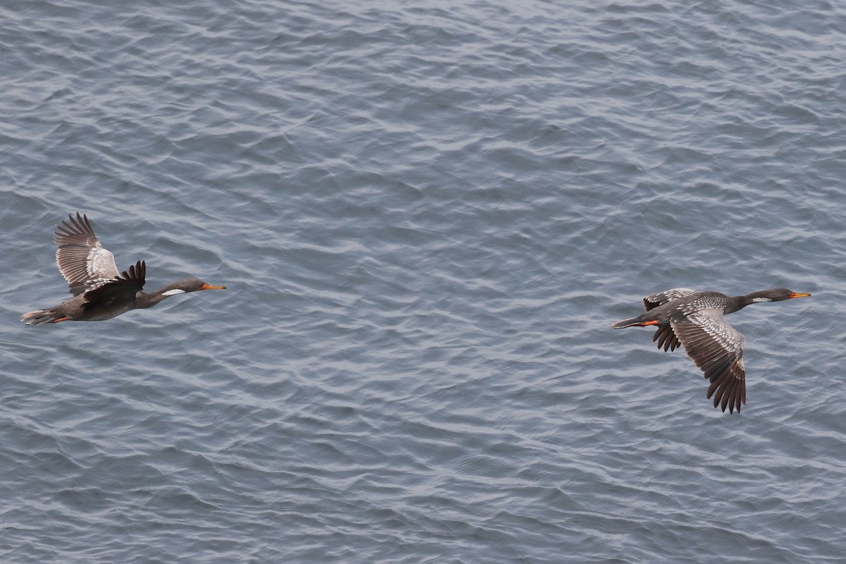 Red-legged Cormorant - ML86072531