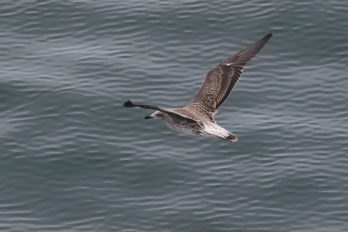 Kelp Gull - ML86072581