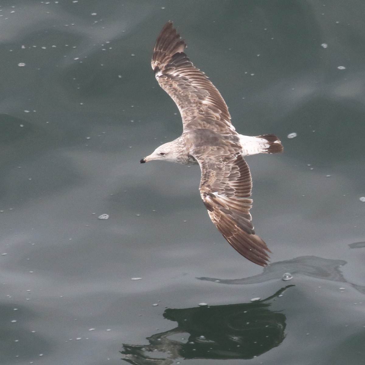 Kelp Gull - ML86072631