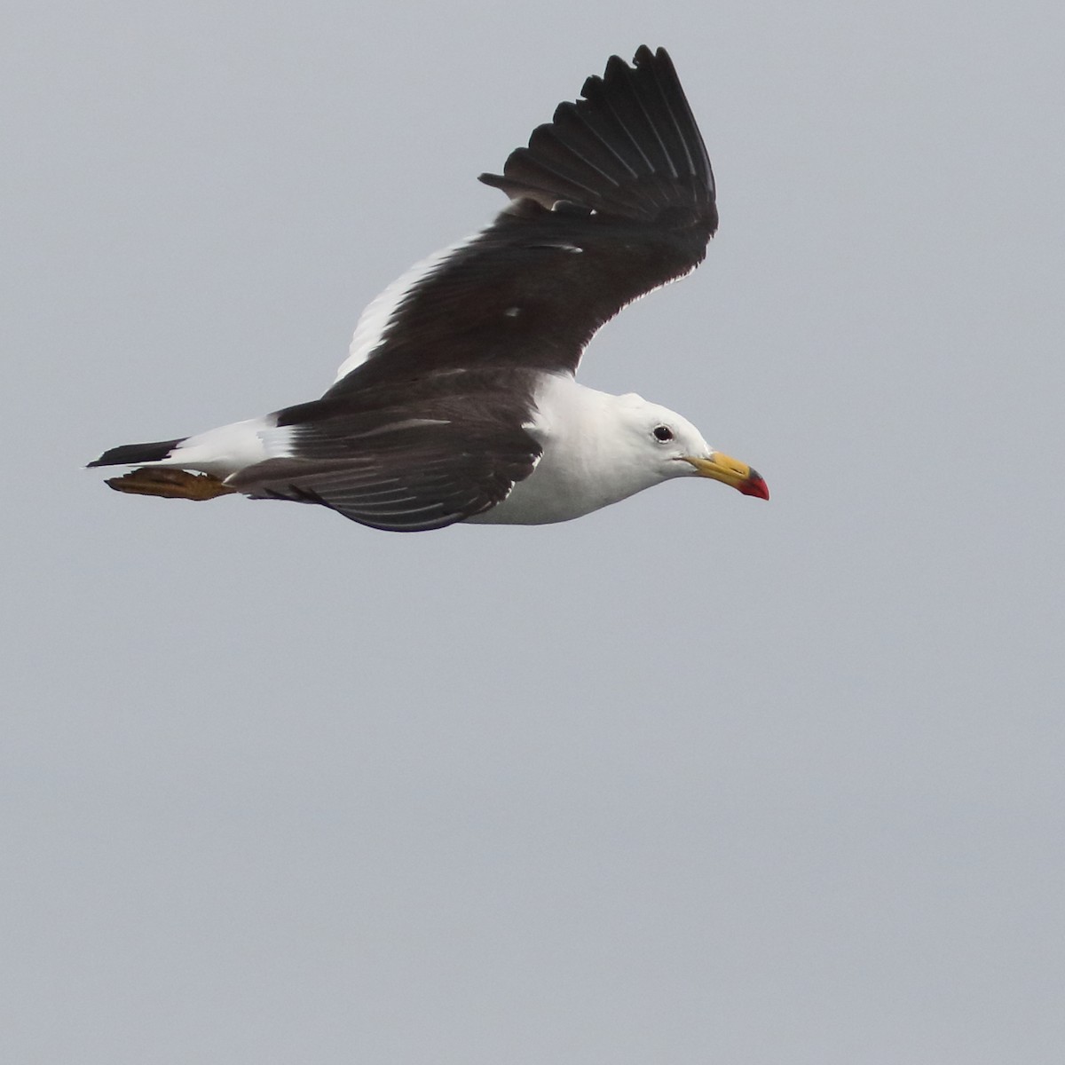 Belcher's Gull - ML86072741