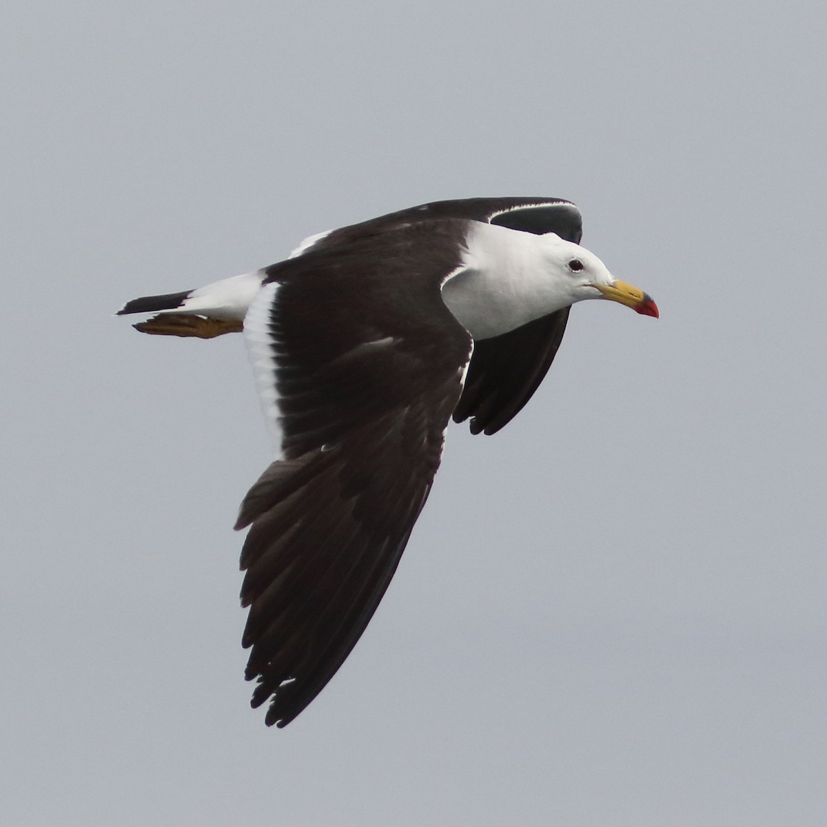 Belcher's Gull - ML86072821