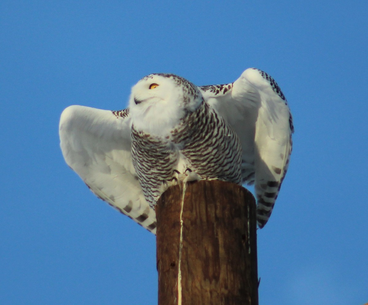 Snowy Owl - ML86072911