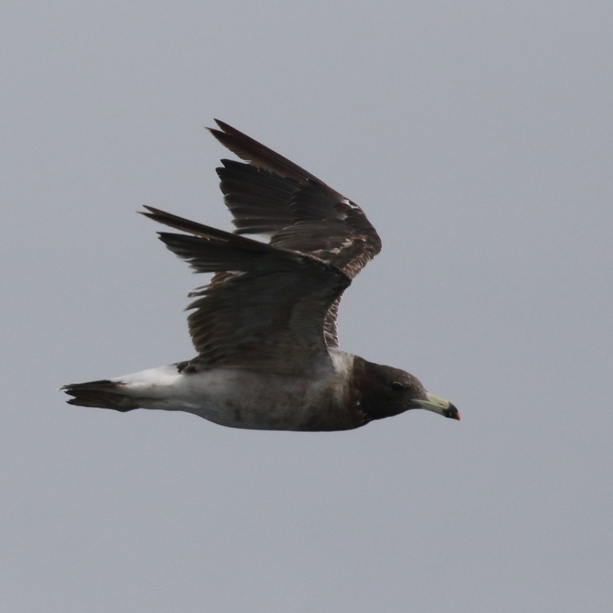 Belcher's Gull - ML86072971