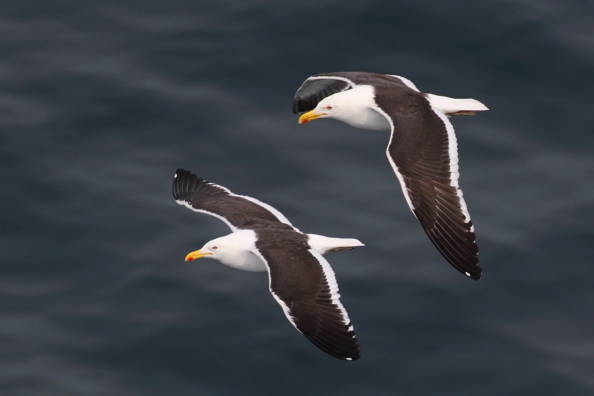 Kelp Gull - ML86072991