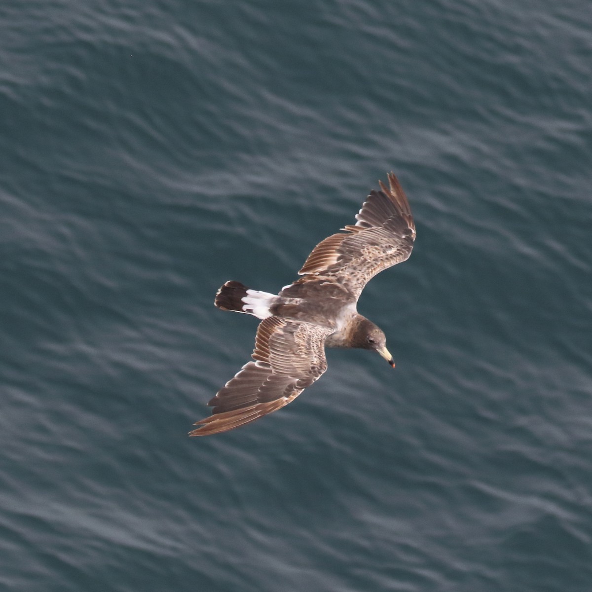 Belcher's Gull - ML86073021