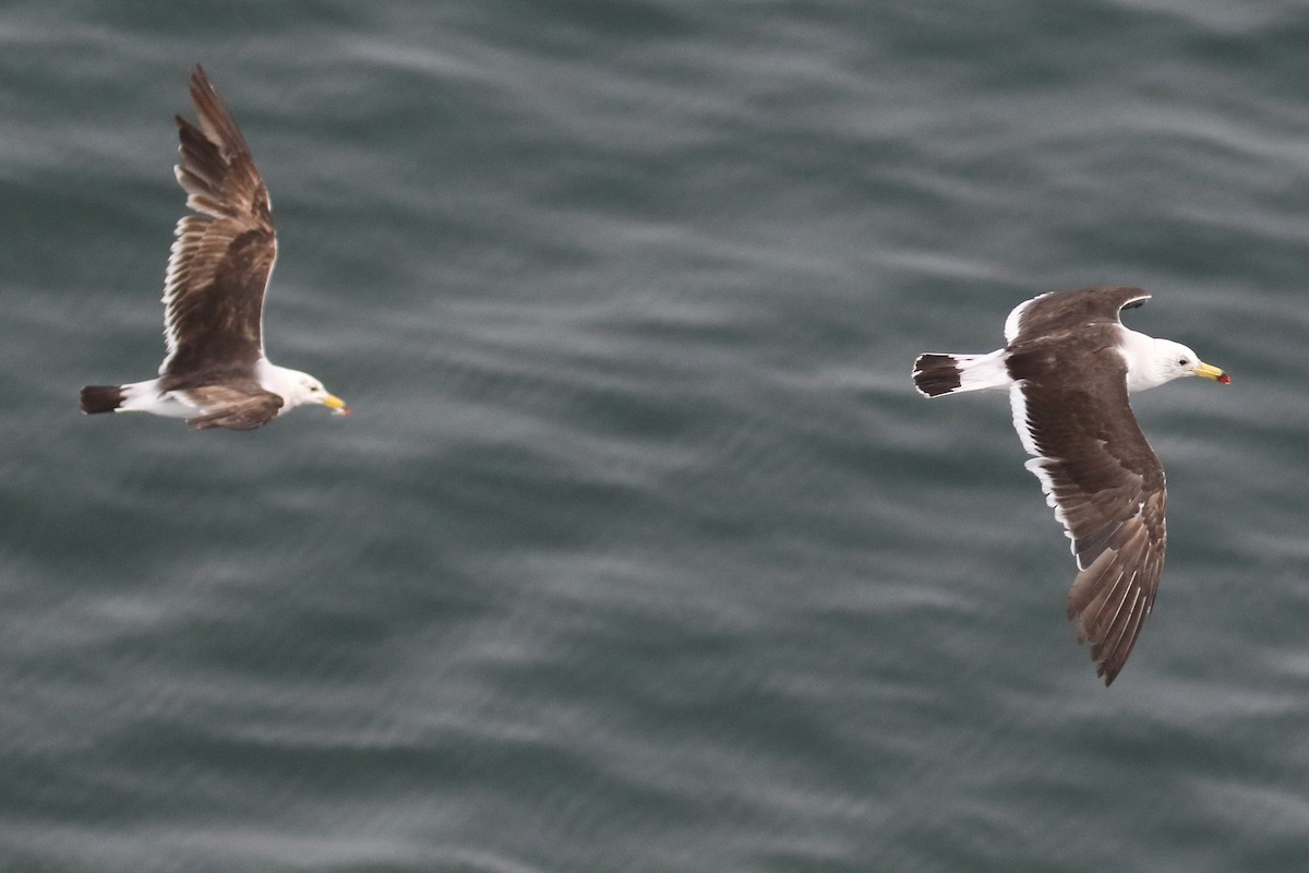 Belcher's Gull - ML86073121