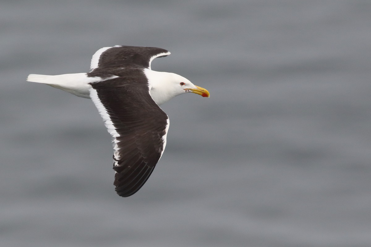 Kelp Gull - ML86073131