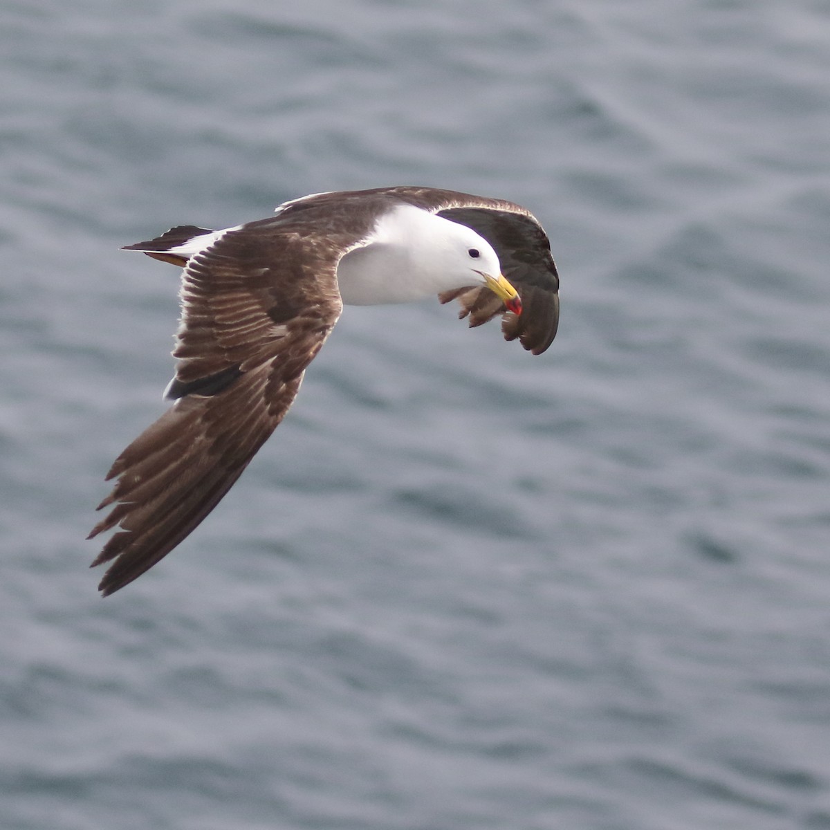 Belcher's Gull - ML86073151