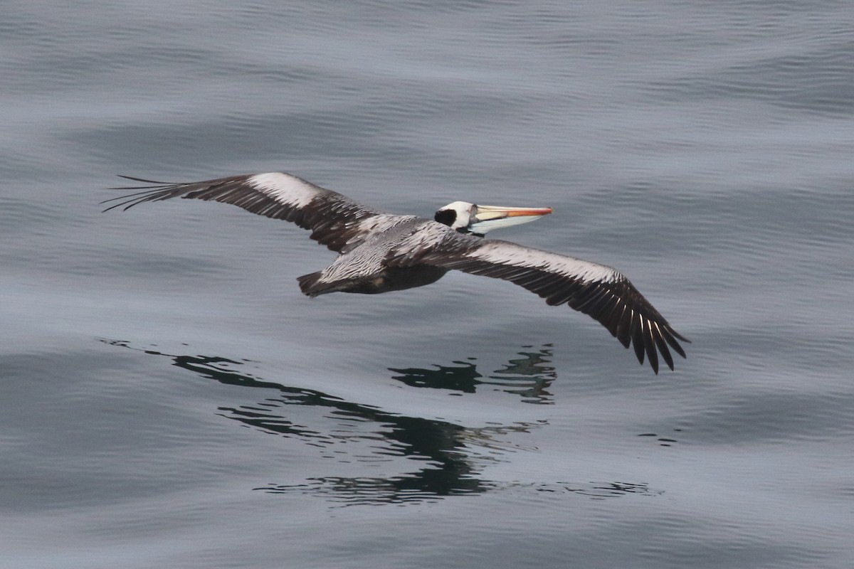 Peruvian Pelican - ML86073161