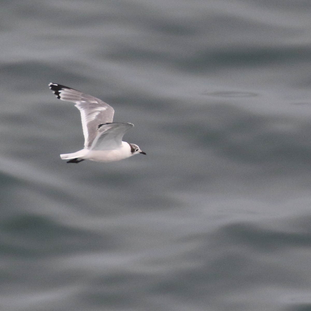 Franklin's Gull - ML86073261