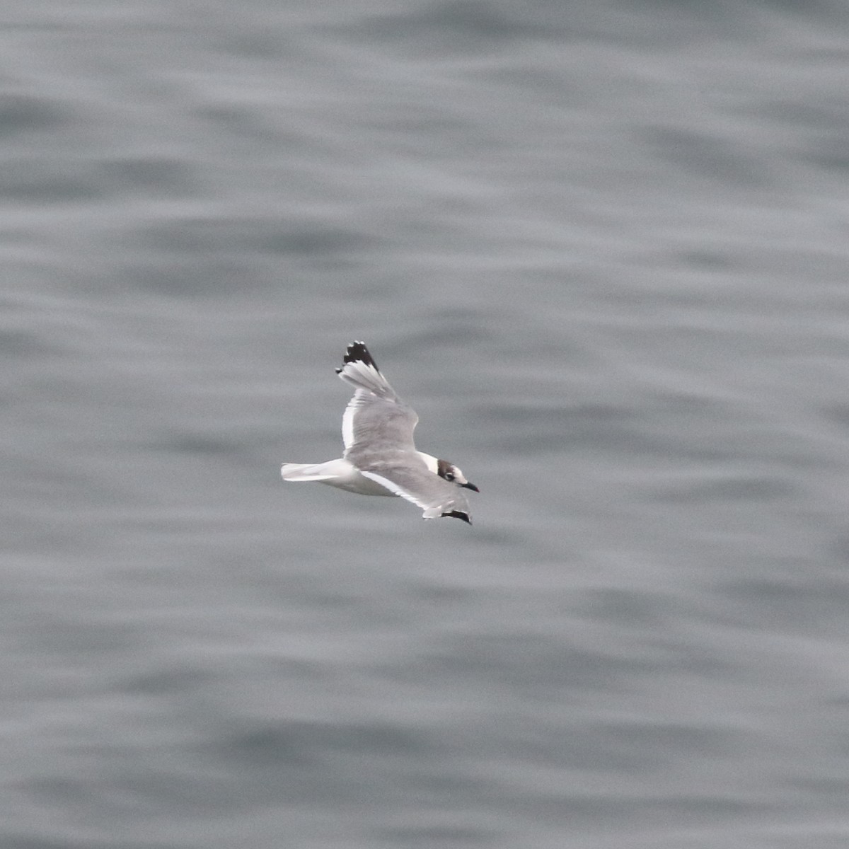 Franklin's Gull - ML86073281