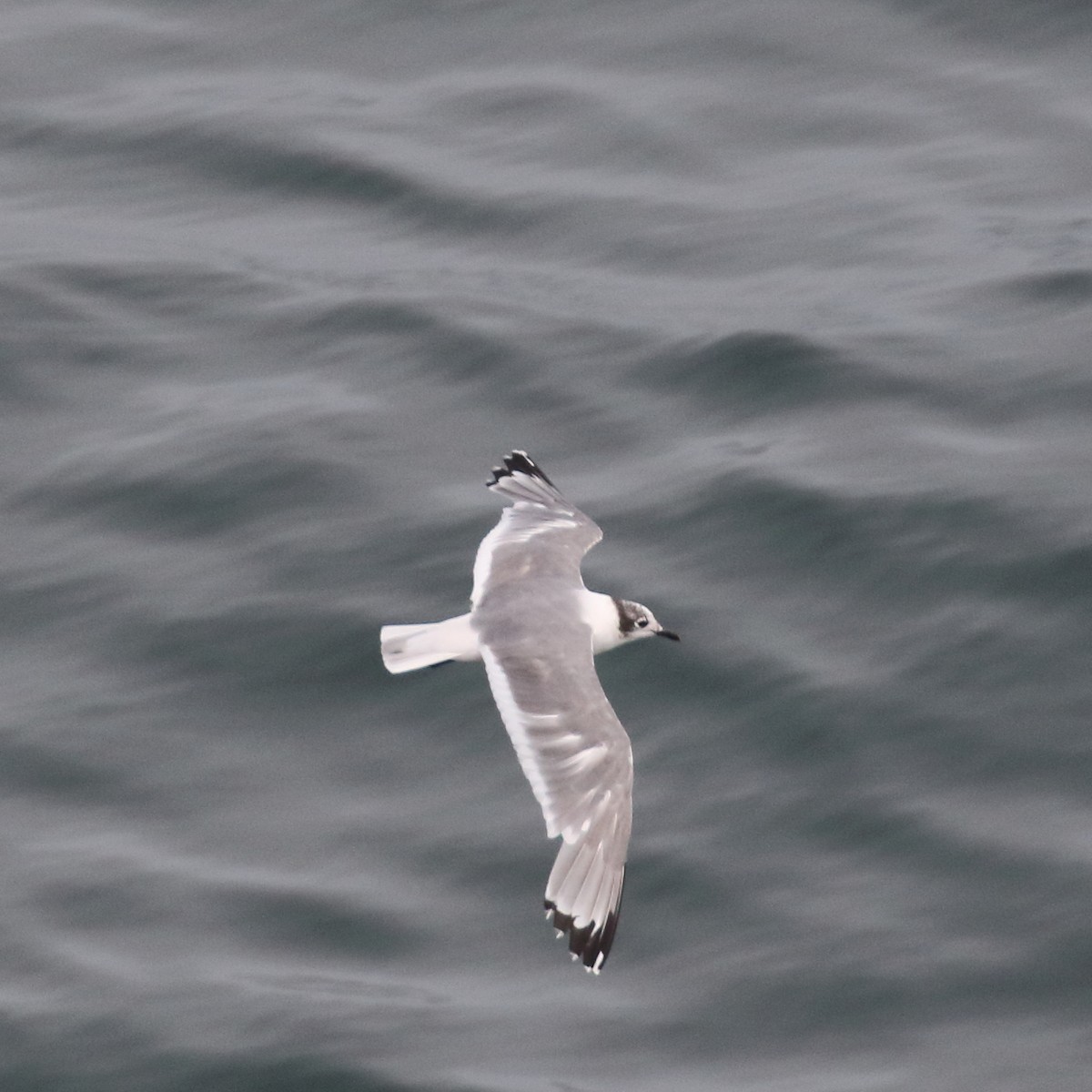 Franklin's Gull - ML86073291