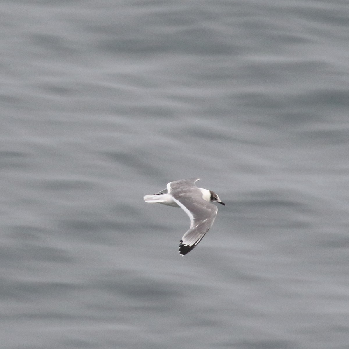 Franklin's Gull - ML86073301