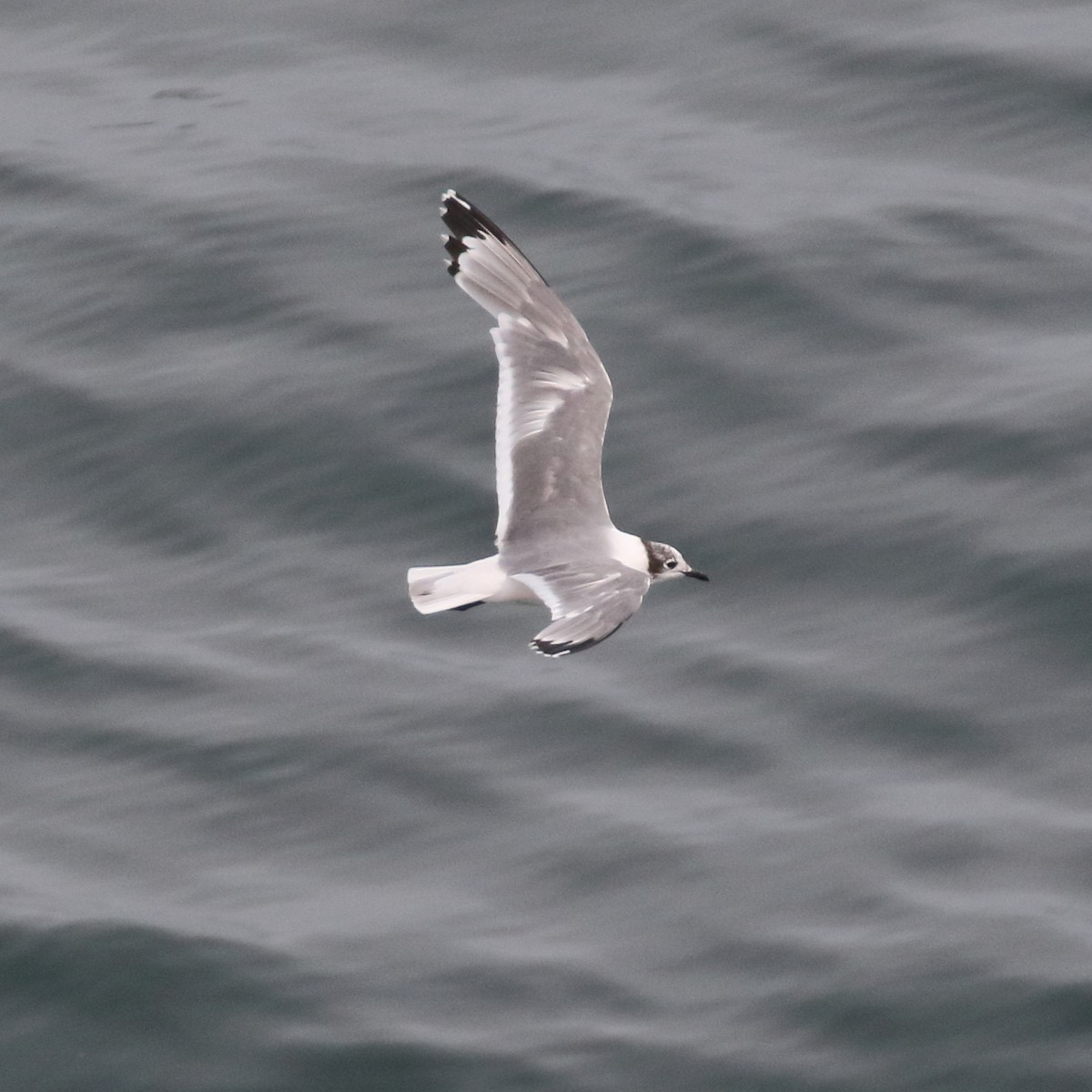 Mouette de Franklin - ML86073311