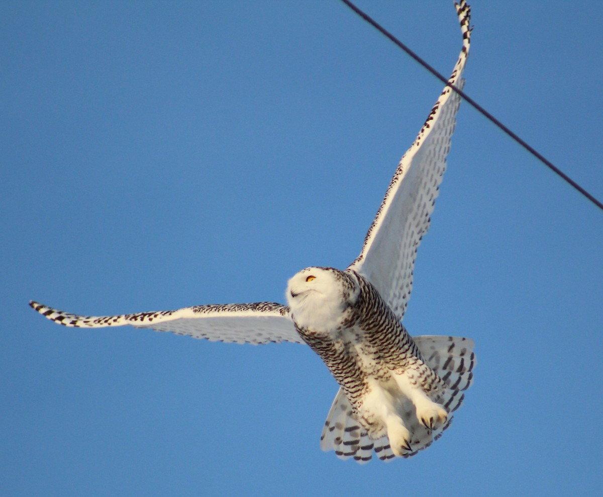 Snowy Owl - ML86073331