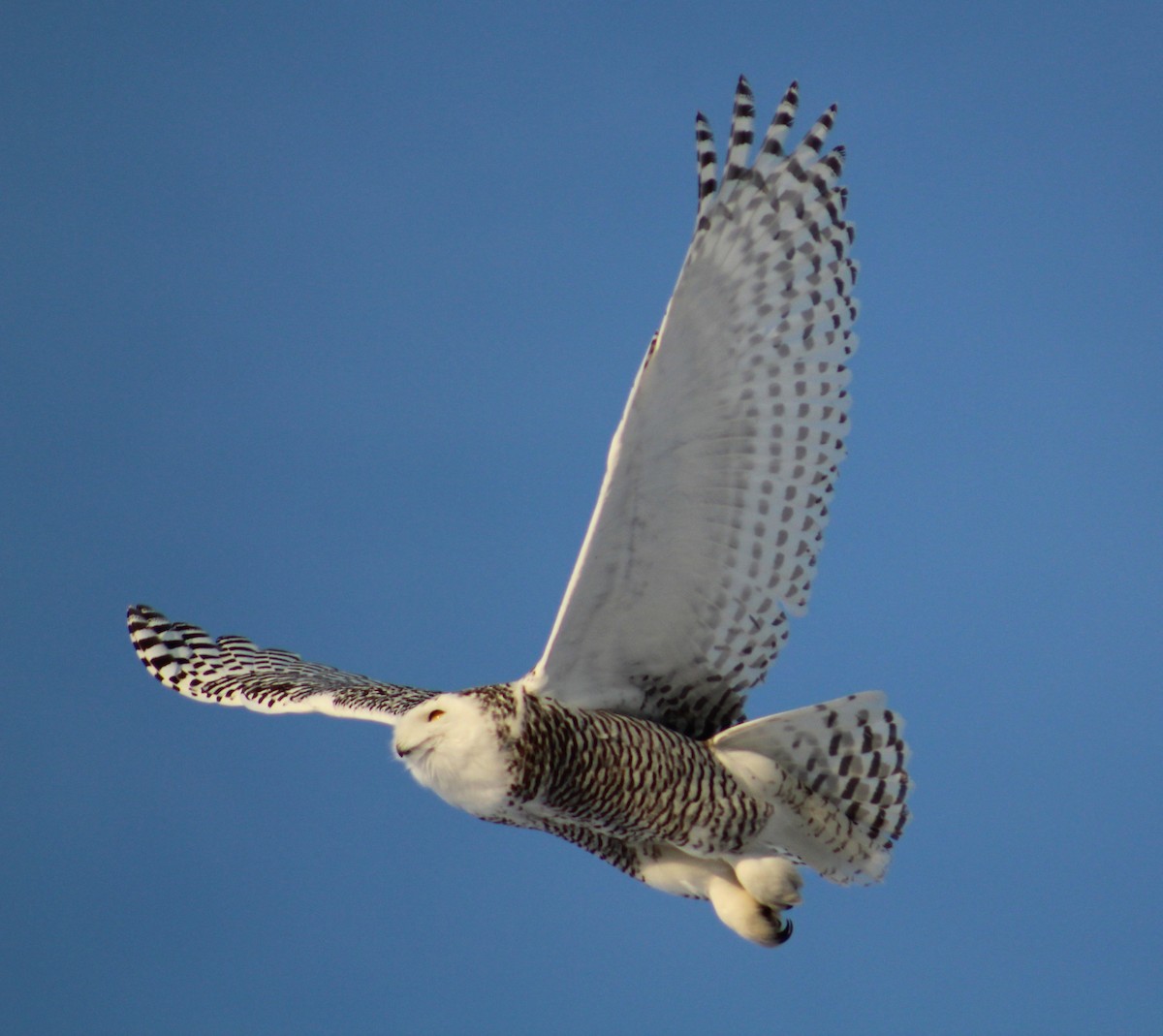 Snowy Owl - ML86073371