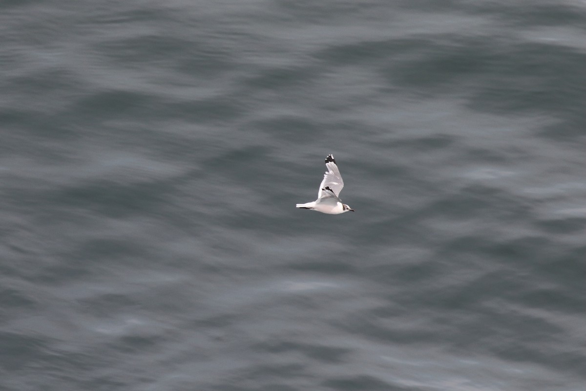 Franklin's Gull - ML86073621