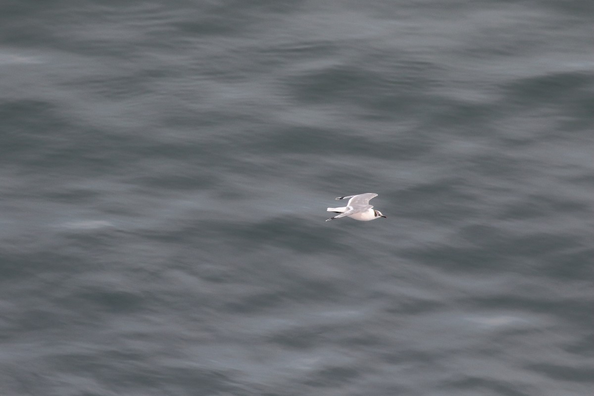 Franklin's Gull - ML86073671