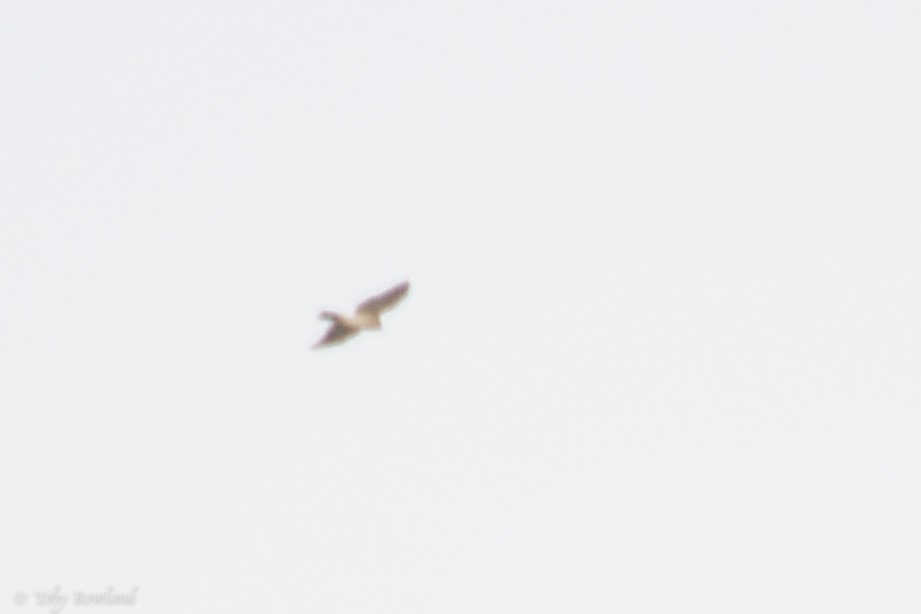 Accipiter sp. - ML86074061