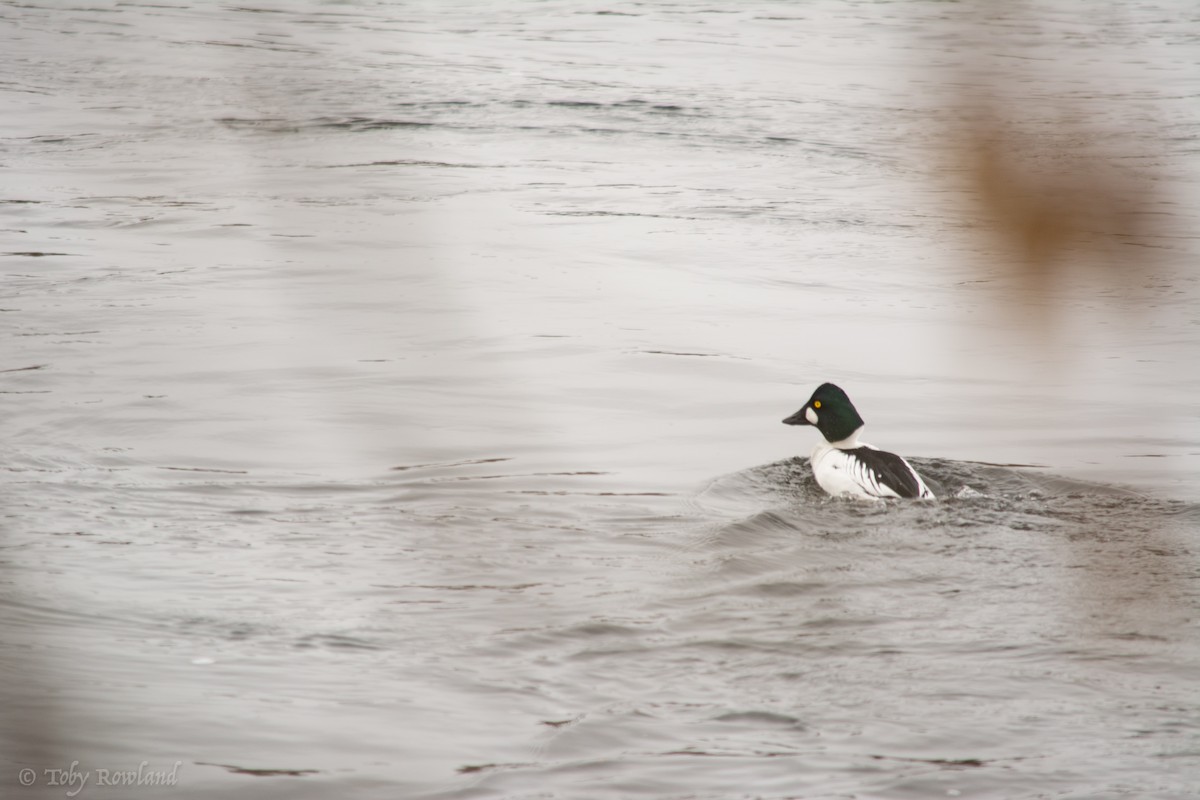 Common Goldeneye - ML86074421