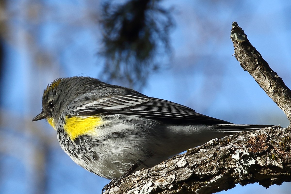 Yellow-rumped Warbler (Audubon's) - Kent Leland