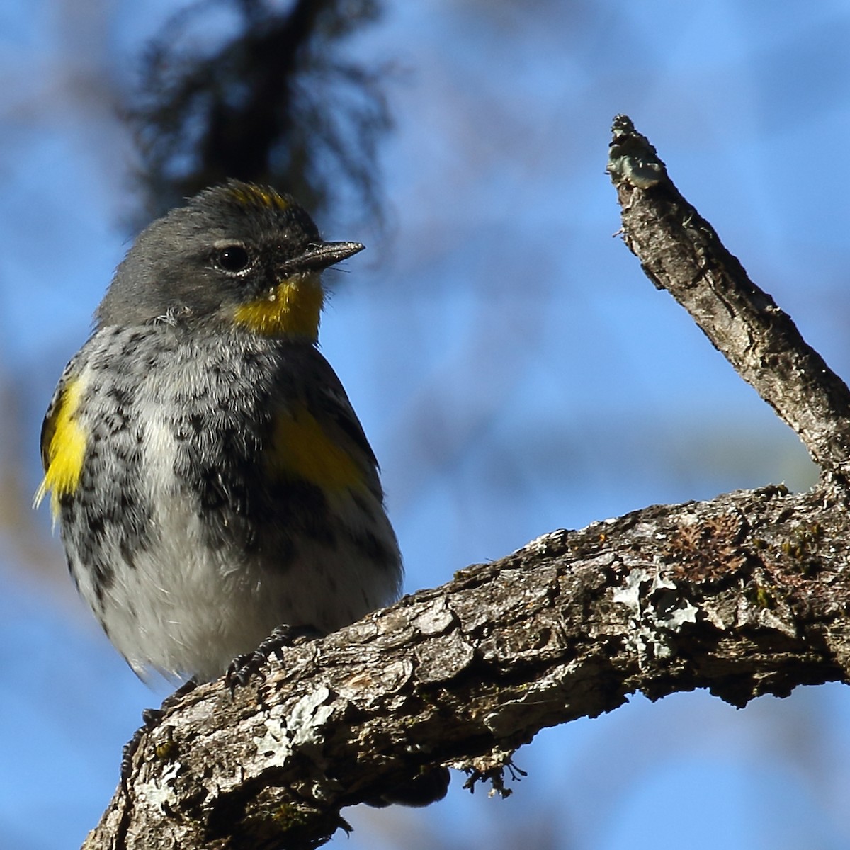 Yellow-rumped Warbler (Audubon's) - Kent Leland