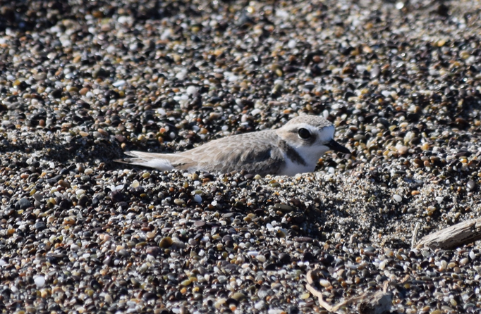 Snowy Plover - ML86076611