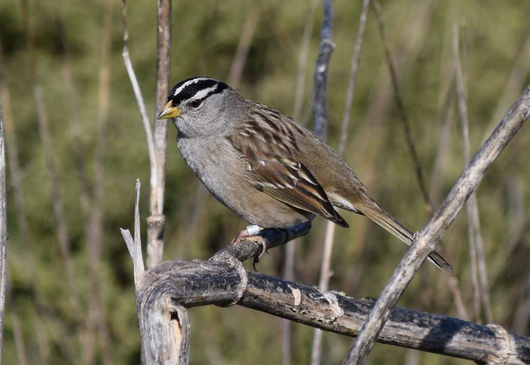 White-crowned Sparrow - Galen Groff