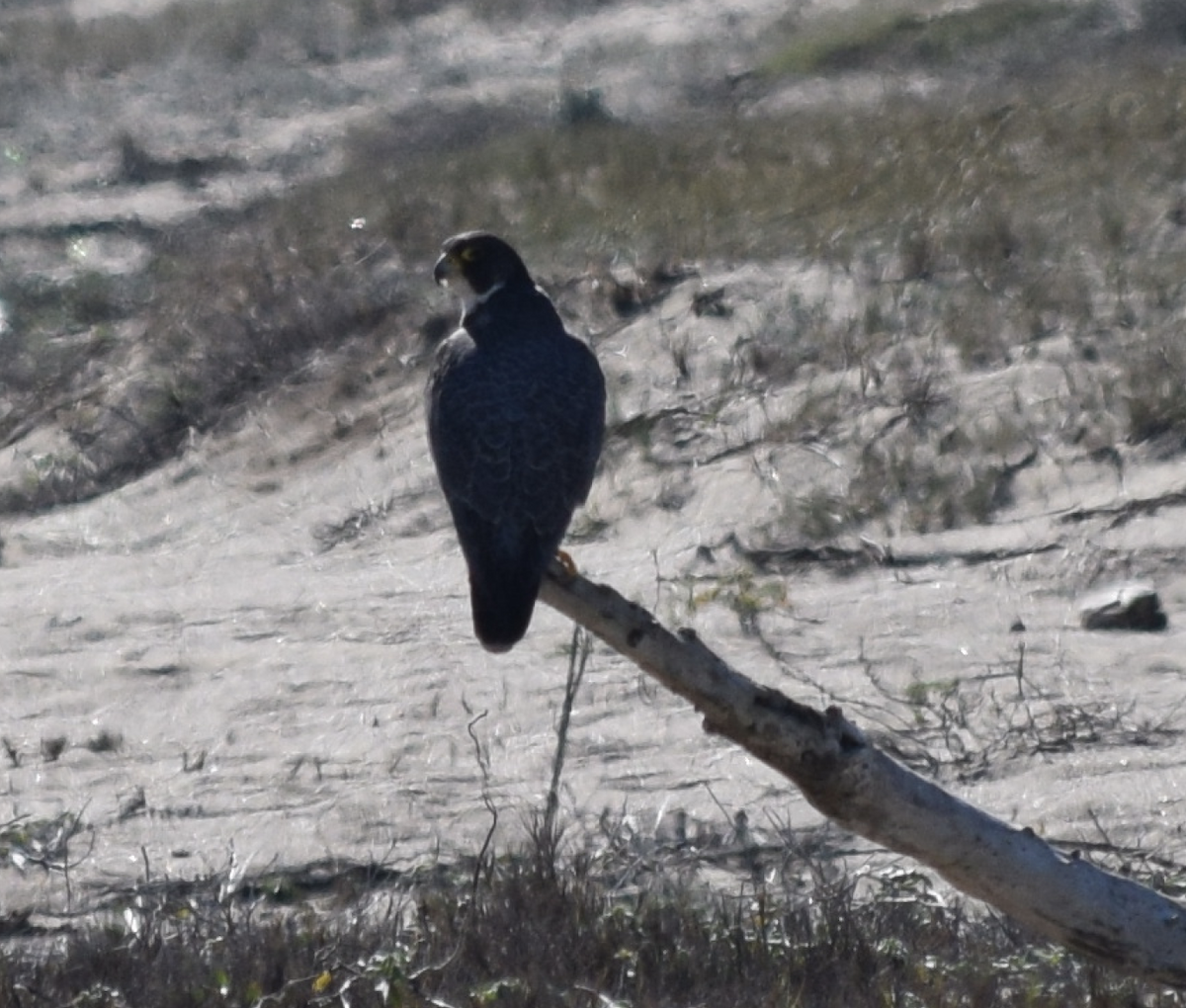 Peregrine Falcon - ML86077251