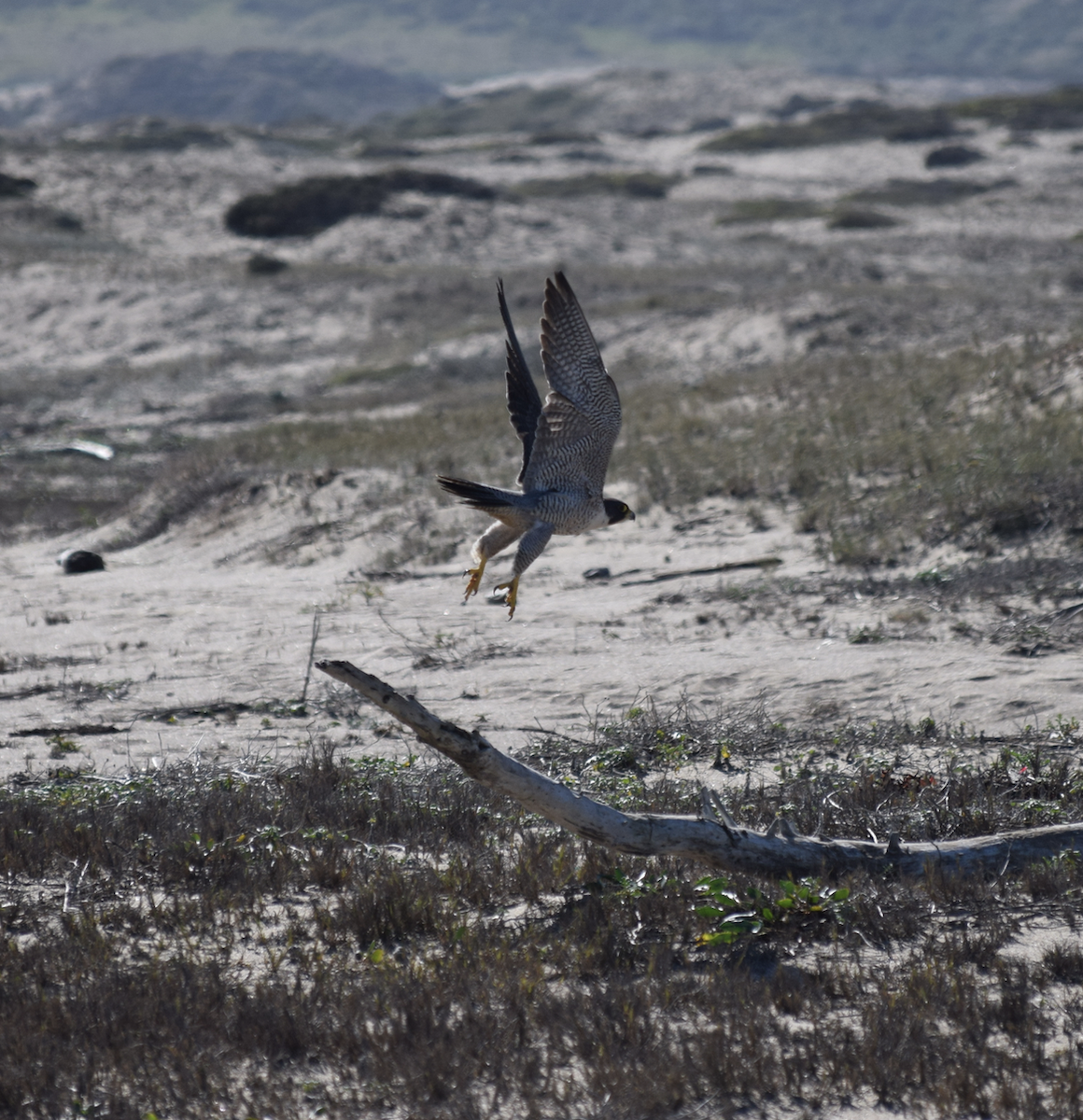 Peregrine Falcon - Galen Groff