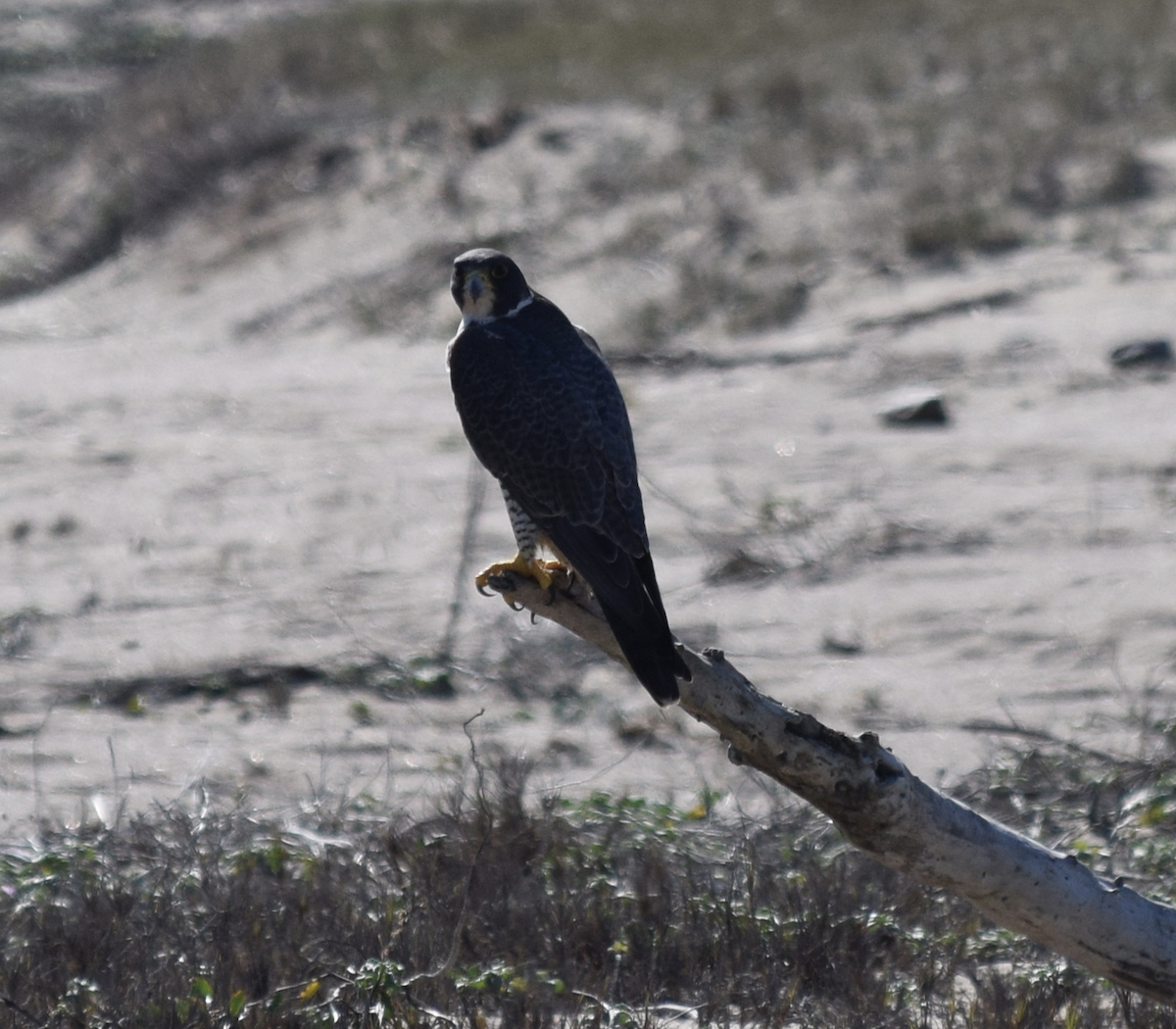 Peregrine Falcon - ML86077271