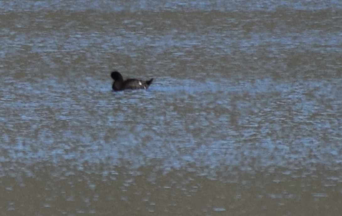 White-winged Scoter - Galen Groff