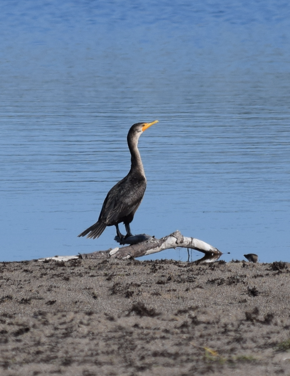 Double-crested Cormorant - ML86077491